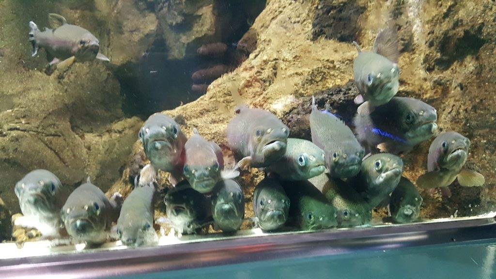 さいたま水族館