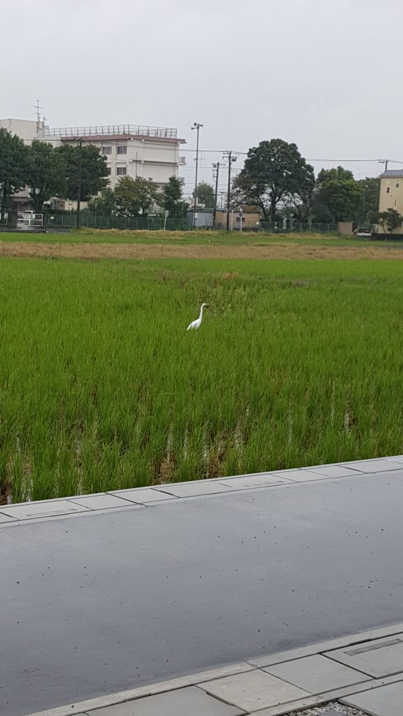 さぎの森小学校